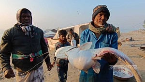 মানিকগঞ্জের পদ্মায় ধরা পড়ল ১১ কেজির বোয়াল