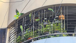 পাখিদের প্রতি ভালোবাসা