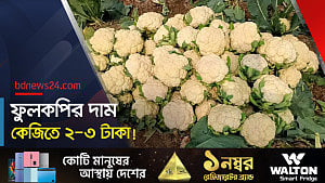 রাজবাড়ীতে ফুলকপি চাষ করে লোকসান গুনছেন কৃষকেরা