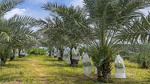 মরুর খেজুর পাহাড়ে
