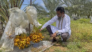 Dates from desert farmed in hills