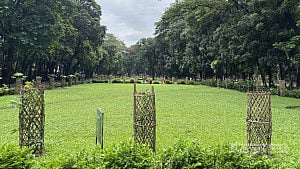 দেশি গাছে সাজছে ঢাকা বিশ্ববিদ্যালয়