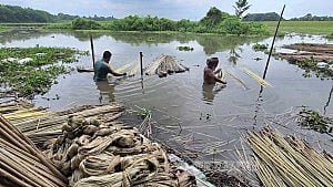 বৃষ্টিতে হাসি ফুটেছে ফরিদপুরের পাট চাষিদের মুখে