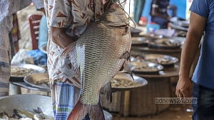 Fresh catch from the Meghna River at Baidyer Bazar