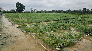 72,000 hectares of farmland flooded in 21 districts