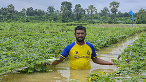 Hill runoff floods Cumilla croplands