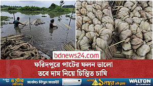 আবাদে বেড়েছে খরচ, পাটের দাম নিয়ে চিন্তিত ফরিদপুরের চাষিরা