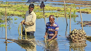 পাট ঘরে তুলতে ব্যস্ত চাষি