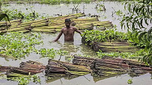 Golden fibre season keeps Faridpur busy