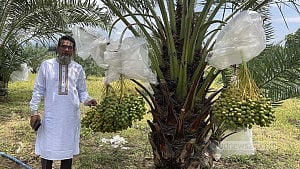 আরবের খেজুরের বাণিজ্যিক চাষ এখন পাহাড়ে