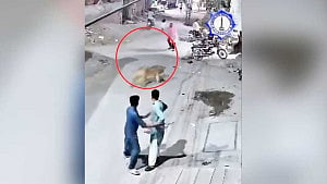 পাকিস্তানে নারী-শিশুর ওপর পোষা সিংহের আক্রমণ, মালিক গ্রেপ্তার