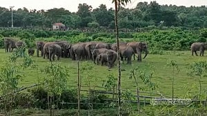 বন্যহাতি রক্ষায় শেরপুর সীমান্তে মাইকিং