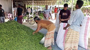 নওগাঁয় ১০০ টাকা কেজিতে নেমেছে কাঁচা মরিচ