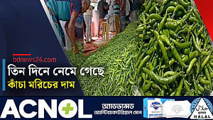 নওগাঁয় কাঁচা মরিচের দাম কমে অর্ধেক