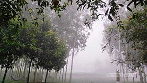হঠাৎ কুয়াশার চাদরে পঞ্চগড়, বর্ষায় শীতের আমেজ