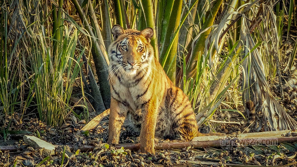 ছবি: ডা. নিয়াজ আবদুর রহমান