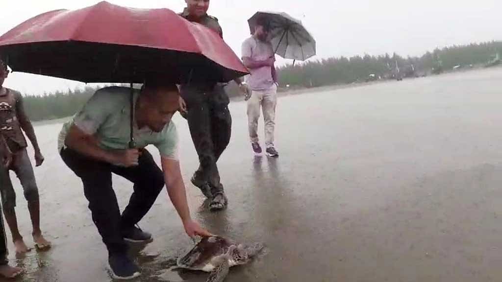 ১২ জুলাই উখিয়া উপজেলার মাদারবুনিয়া এলাকার সমুদ্রে কাছিমটি মুক্ত করা হয়।