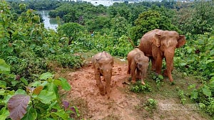 পাহাড়ে ‘বিরল গোলাপি’ হাতির দেখা
