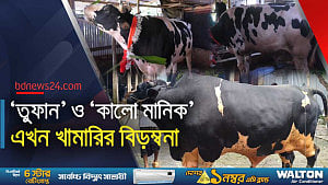 বড় গরুতে খামারির লোকসান, বিক্রি হয়নি ‘তুফান’ ‘কালো মানিক’