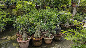 হাসান ফিরোজের বনসাই রাজ্য