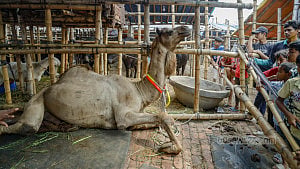 এখনো খালি গাবতলীর হাট
