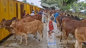 জামালপুর থেকে ঢাকায় ক্যাটল স্পেশাল ট্রেনে