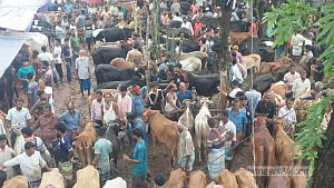 জমে উঠেছে চাঁদপুরের ‘সফরমালি’ পশুর হাট