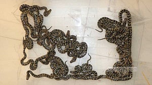 আবারও কৃত্রিম উপায়ে জন্মাল অজগর ছানা