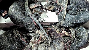 চন্দনাইশে বাজার থেকে উদ্ধার ৫টি গুইসাপ বনে অবমুক্ত