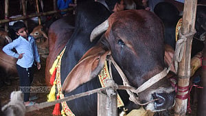 Eid returns with a call to sacrifice, purify