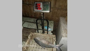 সোয়া ২ কেজির ইলিশ বিক্রি হল ৪ হাজার টাকায়