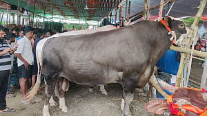 বড় গরুর রাজনৈতিক অর্থনীতি