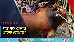 গাবতলী হাটে বড় গরুর সরবরাহ বেশি, ক্রেতা কম