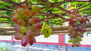 First try at grape farming yields good results