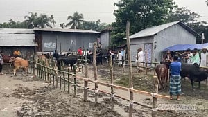 ঝালকাঠিতে এবার কোরবানির পশুর হাট ৪১টি, জমে ওঠেনি এখনও