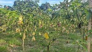 From abandoned brickfield to mango orchard