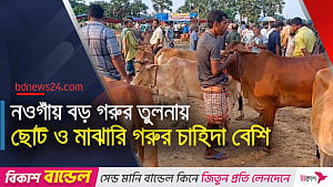 নওগাঁয় শেষ মুহুর্তে জমে উঠেছে কোরবানির পশুর হাট