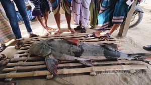 পদ্মায় ধরা পড়া ২২ কেজির বাঘাইড় ৩৫ হাজারে বিক্রি