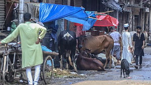 কোরবানির বর্জ্য শতভাগ অপসারণ: স্থানীয় সরকার উপদেষ্টা