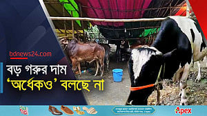 ক্রেতা নেই বড় গরুর