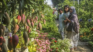 ঢাকায় বৃক্ষমেলা