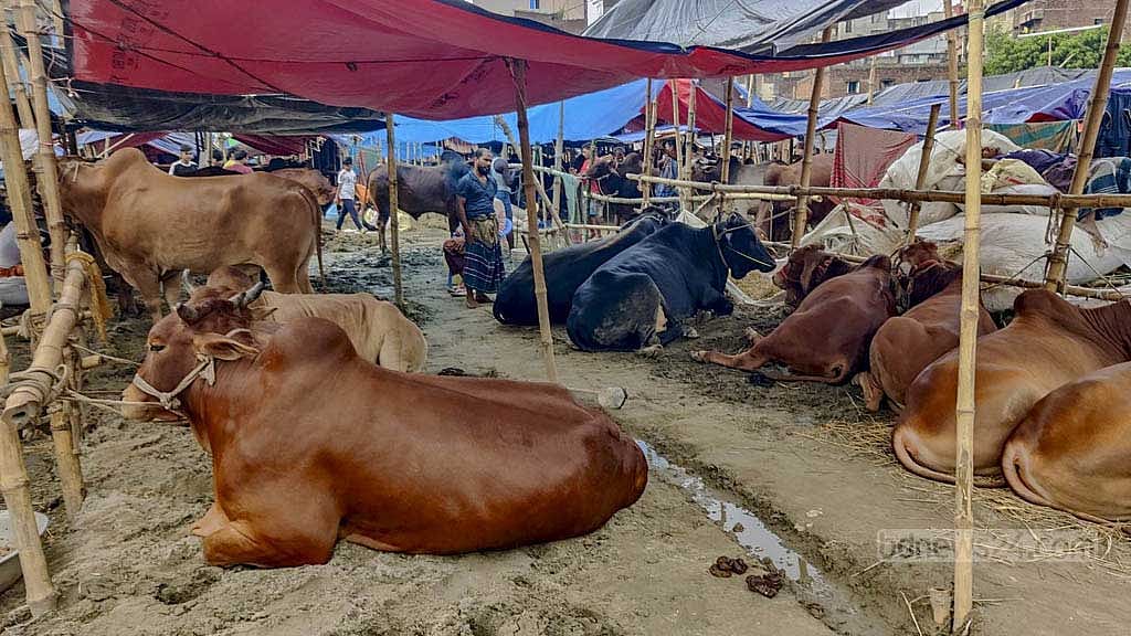 পুরান ঢাকার রহমতগঞ্জ ক্লাব মাঠে বসা পশু হাট।