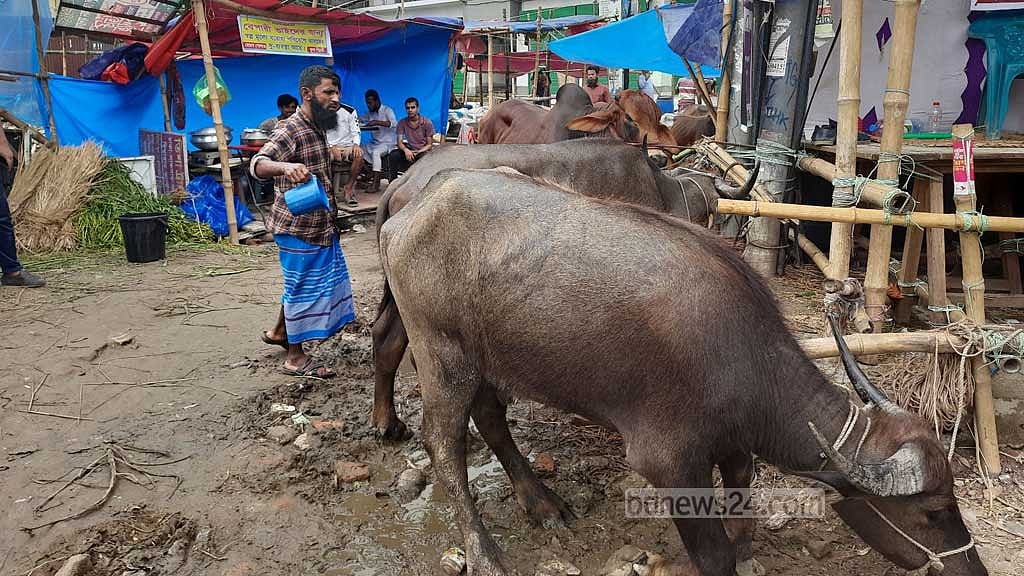 দনিয়া হাটে গরু-ছাগলের সঙ্গে ওঠে মহিষও।