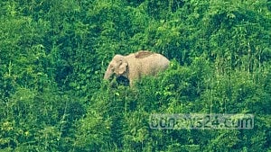 Infant dies in wild elephant attack in Ctg