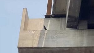 How did a kitten end up on an expressway girder?