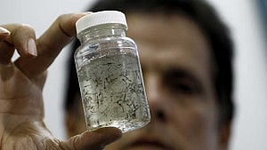 Researchers concerned over Zika virus ‘cluster’ in Dhaka