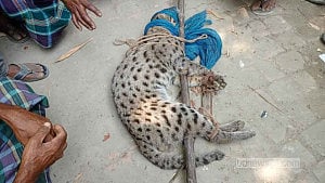 Fishing cat caught in Jhenaidah