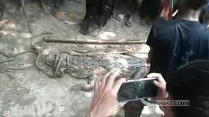 Crocodile beaten to death in Madaripur