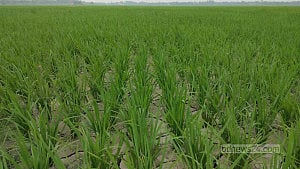 গভীর নলকূপের সমস্যায় ২৫০ বিঘা বোরো জমি চৌচির