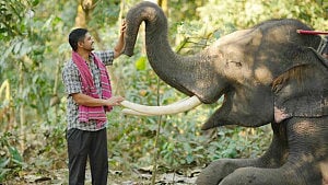 হাতি ও মাহুতের গল্পে 'নিহারকলি'